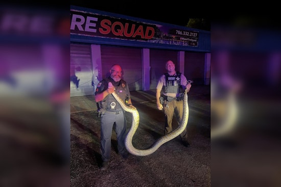 Miami-Dade Police and Sheriff's Deputy Capture 14-Foot Python on U.S. 1 in Pinecrest