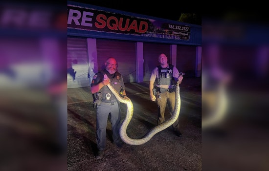 Miami-Dade Police and Sheriff's Deputy Capture 14-Foot Python on U.S. 1 in Pinecrest