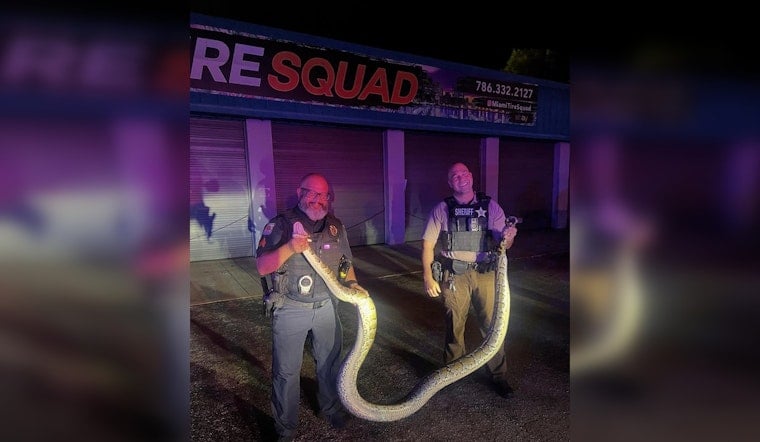 Miami-Dade Police and Sheriff's Deputy Capture 14-Foot Python on U.S. 1 in Pinecrest
