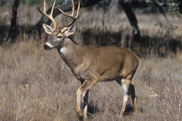 Michigan DNR Confirms First EHD Cases of 2025 Affecting Local Deer Populations in Multiple Counties