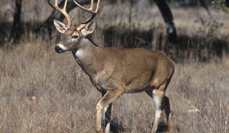 Michigan DNR Confirms First EHD Cases of 2025 Affecting Local Deer Populations in Multiple Counties