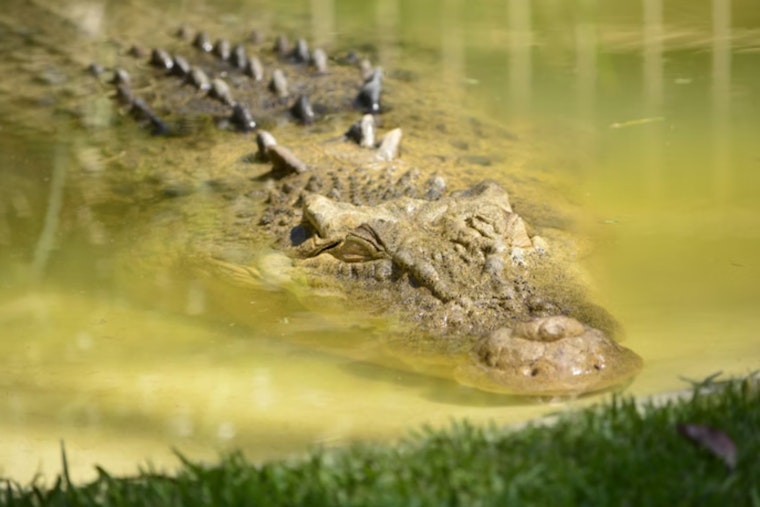 Michigan DNR Investigates Credible Alligator Sighting on Detroit's Belle Isle