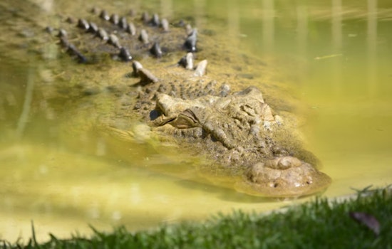 Michigan DNR Investigates Credible Alligator Sighting on Detroit's Belle Isle