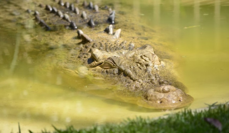 Michigan DNR Investigates Credible Alligator Sighting on Detroit's Belle Isle