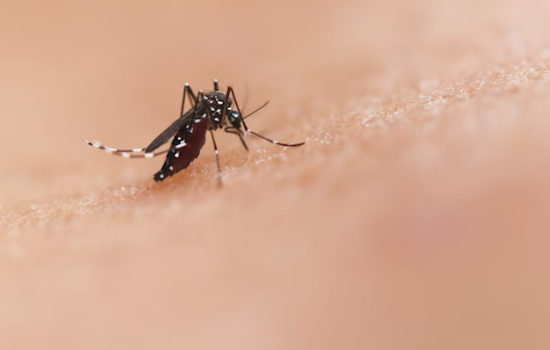 Millersville Targeted for Mosquito Control Operation by Maryland Department of Agriculture and Anne Arundel Health Department