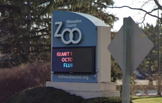 Milwaukee County Zoo Staff and Local Services Rally to Aid Senior Elephant Ruth After Fall