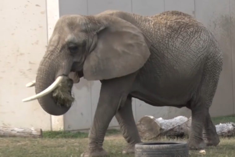 Milwaukee Zoo Mourns Loss of Elderly Elephant Ruth After Euthanasia Chosen Following Fall