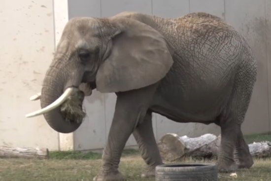 Milwaukee Zoo Mourns Loss of Elderly Elephant Ruth After Euthanasia Chosen Following Fall