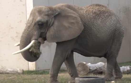 Milwaukee Zoo Mourns Loss of Elderly Elephant Ruth After Euthanasia Chosen Following Fall