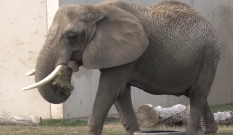 Milwaukee Zoo Mourns Loss of Elderly Elephant Ruth After Euthanasia Chosen Following Fall