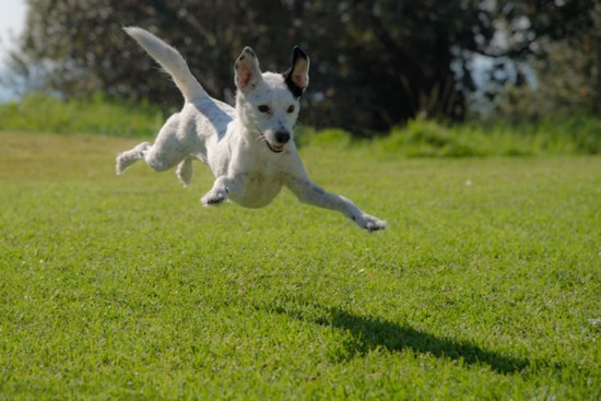 Mobile Doggy Gyms in Phoenix and Las Vegas Keep Pups Fit and Cool During Scorching Summers