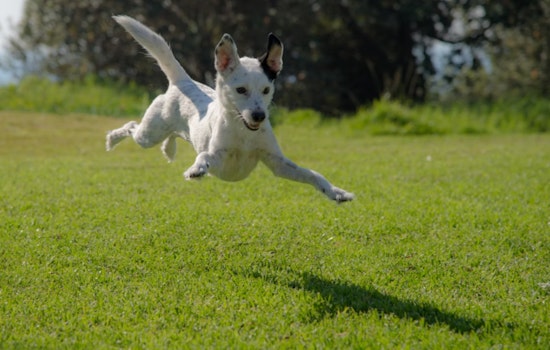 Mobile Doggy Gyms in Phoenix and Las Vegas Keep Pups Fit and Cool During Scorching Summers