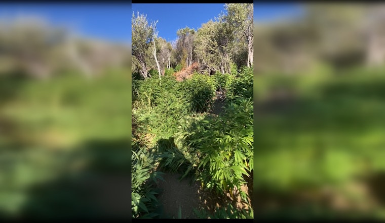 Multi-Agency Task Force Dismantles $2M Illegal Marijuana Grow in Los Padres National Forest, Suspected Cartel Link