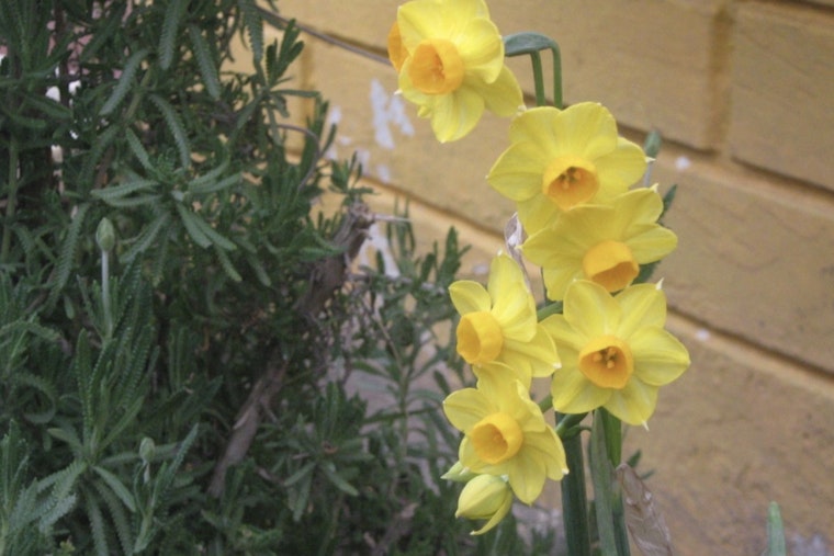 Nashville Offers Free Daffodil Bulbs to Residents for Local Beautification Efforts