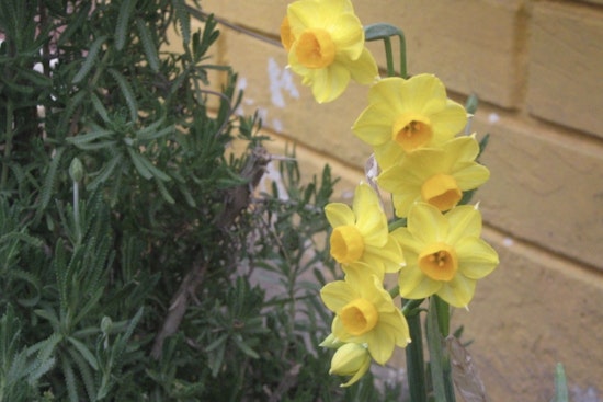 Nashville Offers Free Daffodil Bulbs to Residents for Local Beautification Efforts