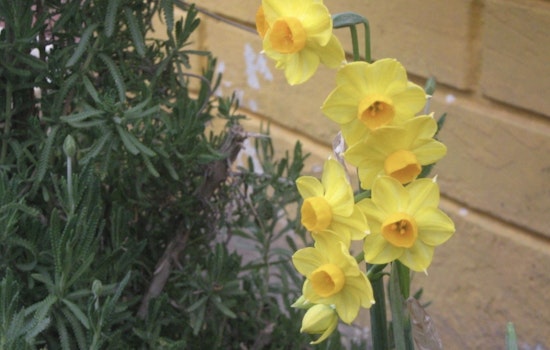 Nashville Offers Free Daffodil Bulbs to Residents for Local Beautification Efforts