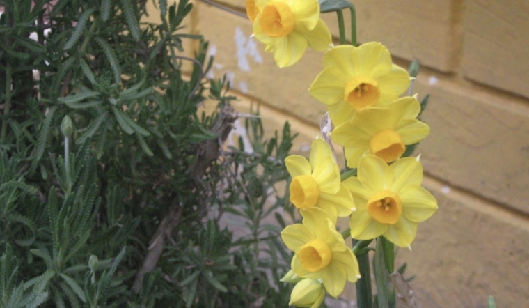 Nashville Offers Free Daffodil Bulbs to Residents for Local Beautification Efforts