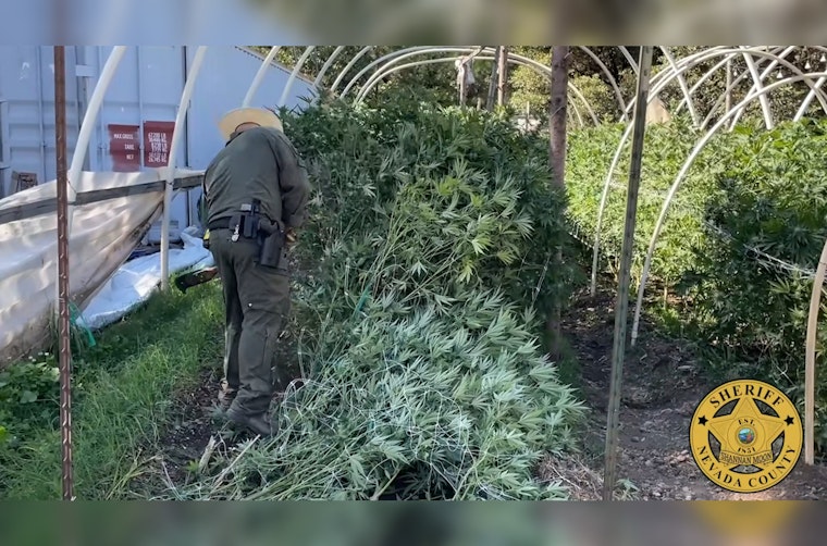 Nevada County Sheriff's Office and California Department of Fish and Wildlife Seize Over 17K Illegal Cannabis Plants