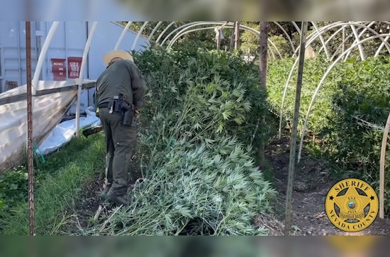 Nevada County Sheriff's Office and California Department of Fish and Wildlife Seize Over 17K Illegal Cannabis Plants