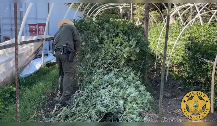 Nevada County Sheriff's Office and California Department of Fish and Wildlife Seize Over 17K Illegal Cannabis Plants