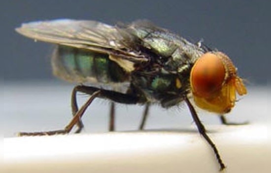New Case of New World Screwworm Near U.S. Border Alarms Agriculture Officials, USDA Enforces Rigorous Containment Plans