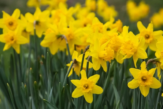 New Yorkers Embrace Fall Planting as Union Square Kicks off Annual Daffodil Project Initiative