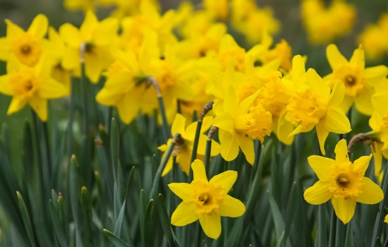 New Yorkers Embrace Fall Planting as Union Square Kicks off Annual Daffodil Project Initiative