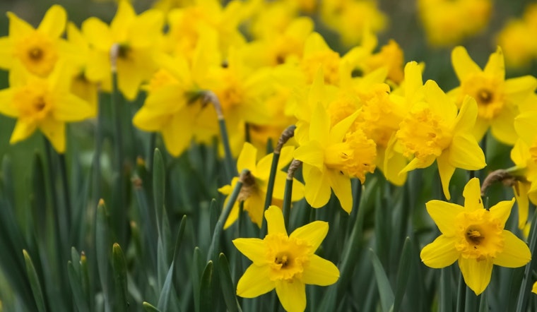 New Yorkers Embrace Fall Planting as Union Square Kicks off Annual Daffodil Project Initiative
