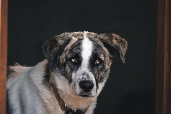 North Carolina Rolls Out Wildlife Rabies Vaccination Program in Western Counties to Protect Public Health