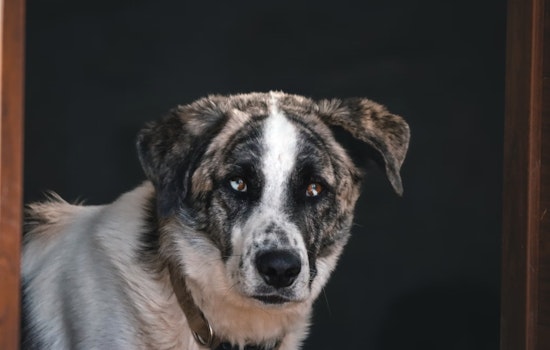 North Carolina Rolls Out Wildlife Rabies Vaccination Program in Western Counties to Protect Public Health