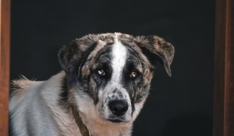 North Carolina Rolls Out Wildlife Rabies Vaccination Program in Western Counties to Protect Public Health