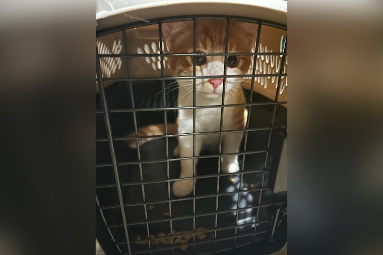 Oak Creek Police Reunite Missing Cat with Owner, Highlighting Importance of Pet Microchipping