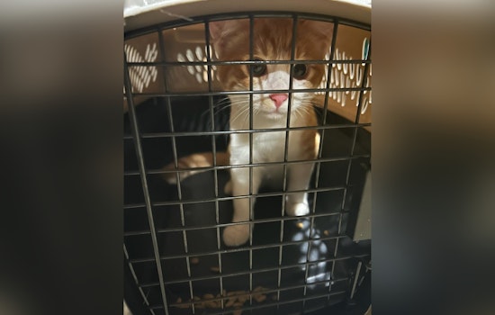Oak Creek Police Reunite Missing Cat with Owner, Highlighting Importance of Pet Microchipping