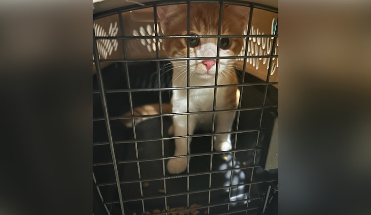 Oak Creek Police Reunite Missing Cat with Owner, Highlighting Importance of Pet Microchipping