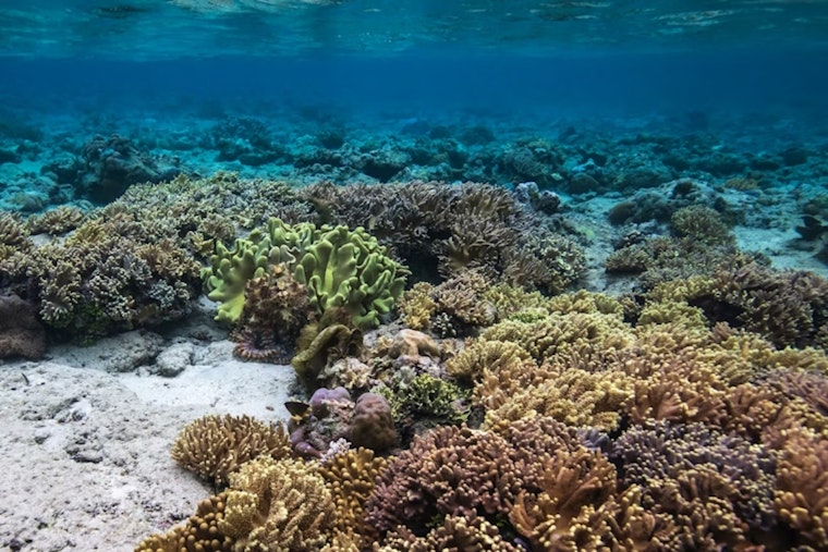 Ohio State University Study Reveals Potential for Coral Reef Adaptation to Rising Sea Temperatures