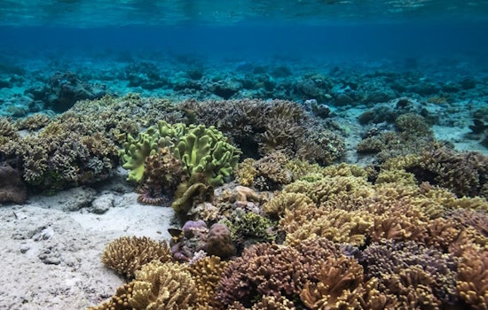 Ohio State University Study Reveals Potential for Coral Reef Adaptation to Rising Sea Temperatures