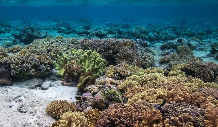 Ohio State University Study Reveals Potential for Coral Reef Adaptation to Rising Sea Temperatures