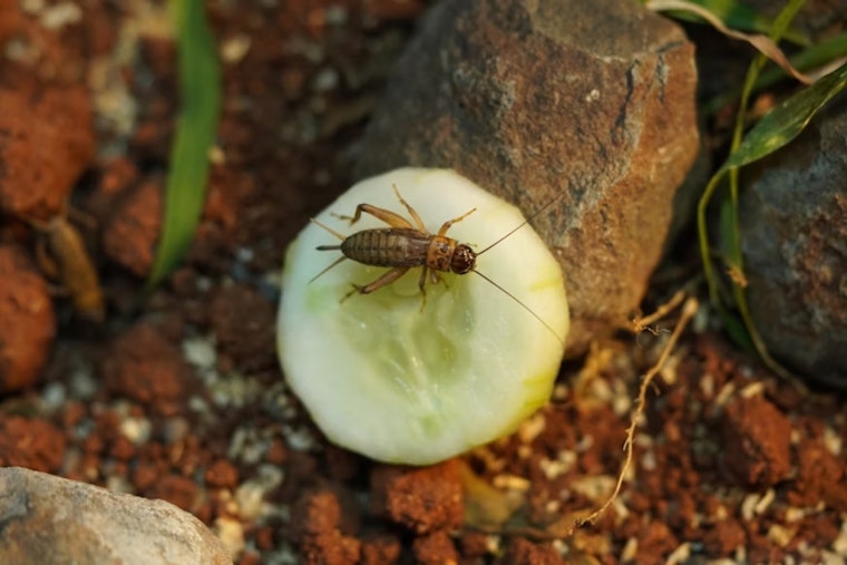 Ohio State University Study Reveals Sex-Specific Resource Allocation Strategies in Crickets