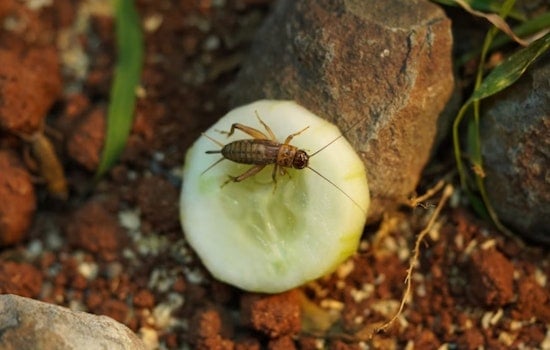 Ohio State University Study Reveals Sex-Specific Resource Allocation Strategies in Crickets