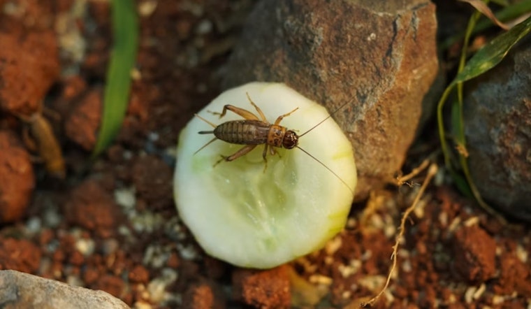 Ohio State University Study Reveals Sex-Specific Resource Allocation Strategies in Crickets
