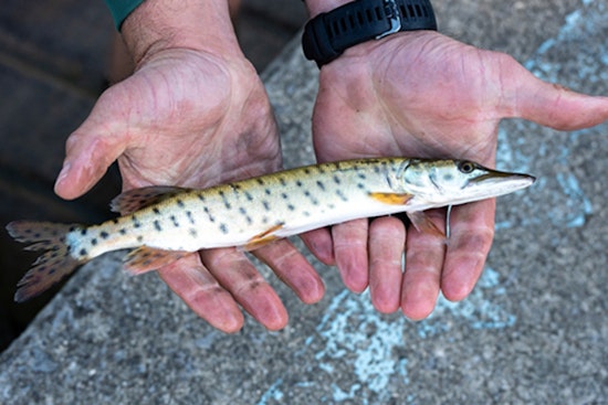 Ohio's ODNR Stocks Local Lakes with 20,000 Muskies, Promising Thrills for Anglers