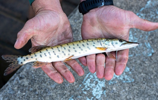 Ohio's ODNR Stocks Local Lakes with 20,000 Muskies, Promising Thrills for Anglers