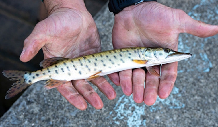 Ohio's ODNR Stocks Local Lakes with 20,000 Muskies, Promising Thrills for Anglers