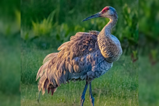 Ohio's Sandhill Crane Population Soars: 2025 Midwest Crane Count Reveals Encouraging Uptick
