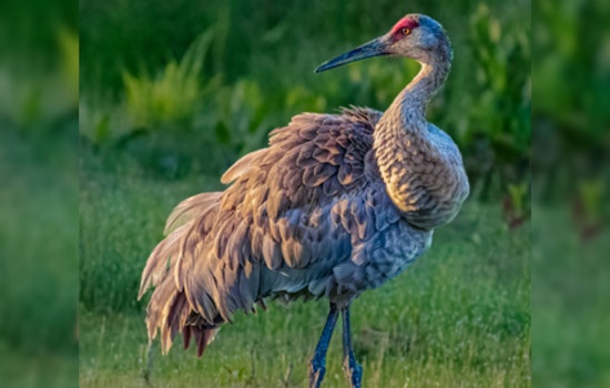 Ohio's Sandhill Crane Population Soars: 2025 Midwest Crane Count Reveals Encouraging Uptick