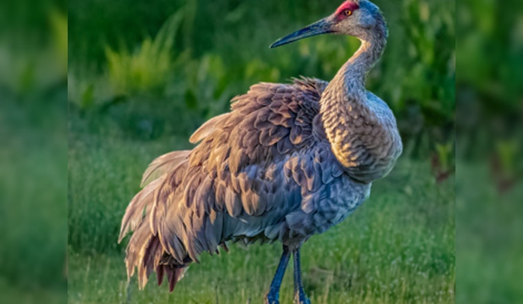 Ohio's Sandhill Crane Population Soars: 2025 Midwest Crane Count Reveals Encouraging Uptick