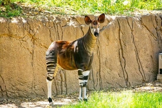 Oklahoma City Zoo Celebrates Arrival of Endangered Okapi Calf, Boosting Species Conservation Efforts