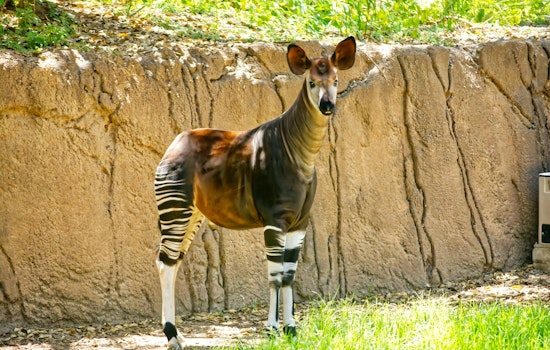 Oklahoma City Zoo Celebrates Arrival of Endangered Okapi Calf, Boosting Species Conservation Efforts