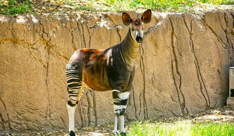 Oklahoma City Zoo Celebrates Arrival of Endangered Okapi Calf, Boosting Species Conservation Efforts