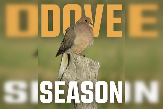 Oklahoma's Dove Hunting Season Takes Flight with Promising Increase in Bird Population